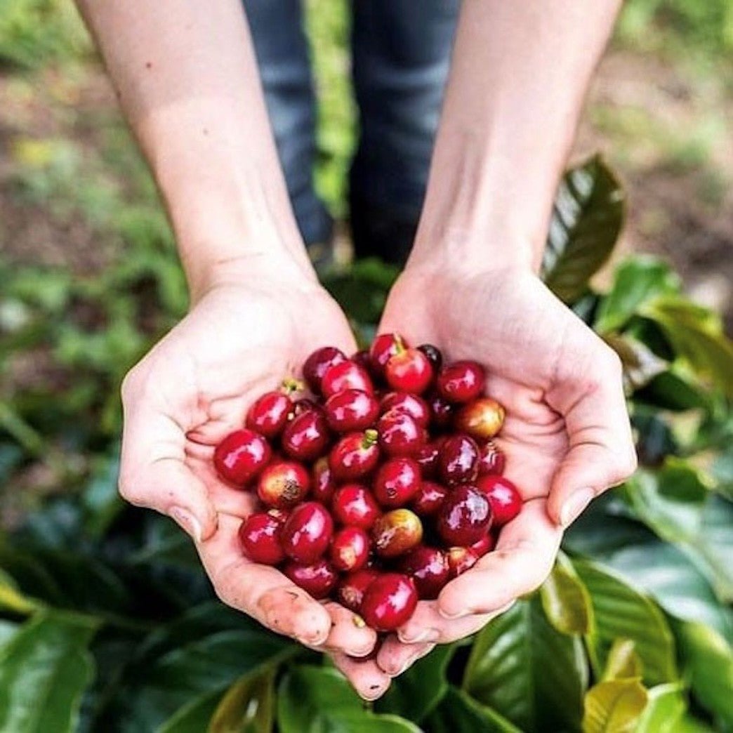 MAURO CENTOPERCENTO Coffee Beans – 1 kg - CAFFÉ MAURO - Evelostore